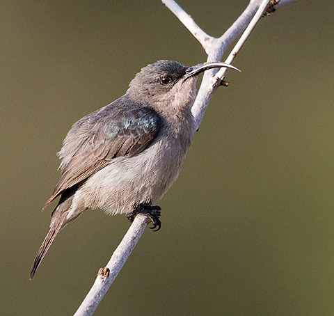 Grey Sunbird